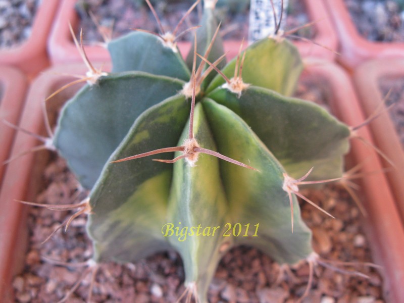 Astrophytum ornatum f. variegatum 