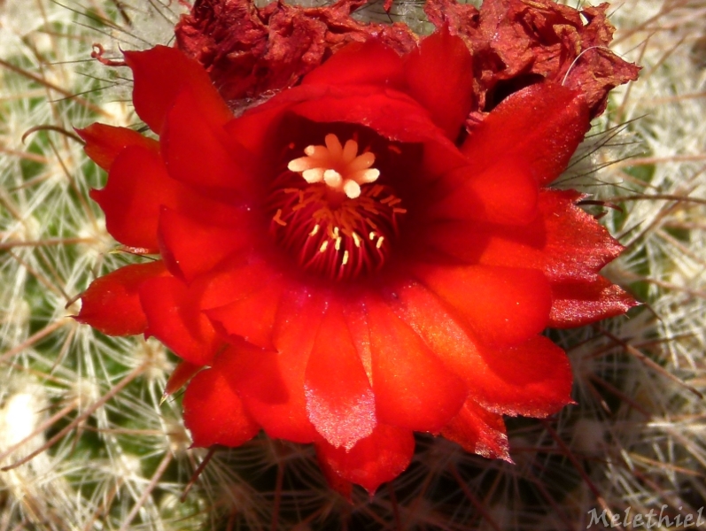 Parodia sanguiniflora 