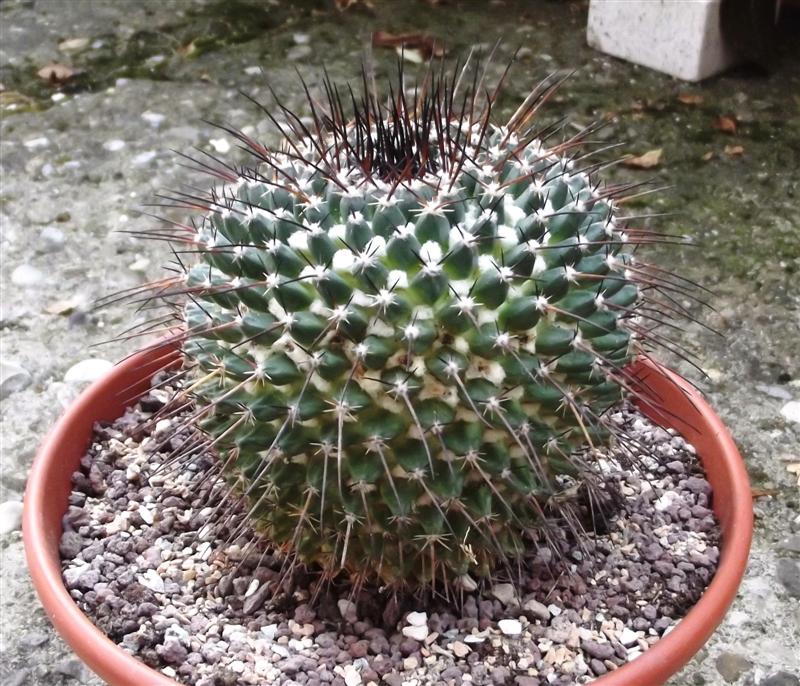 Mammillaria gigantea 