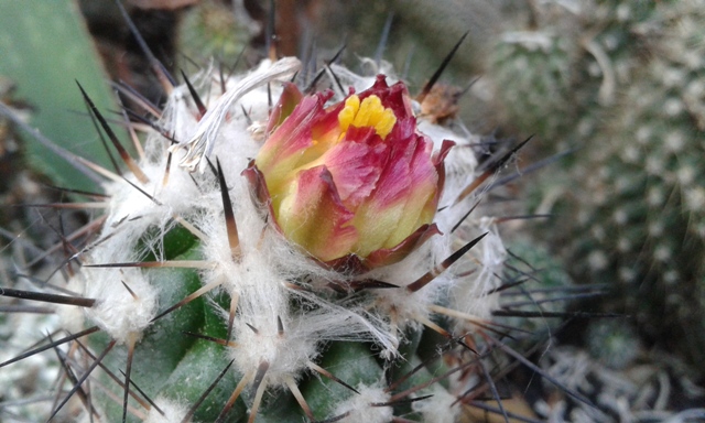 Copiapoa esmeraldana 