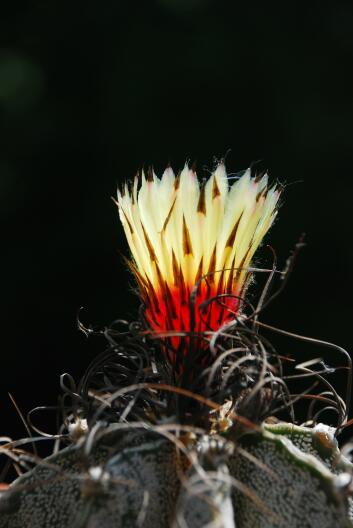 Astrophytum capricorne 