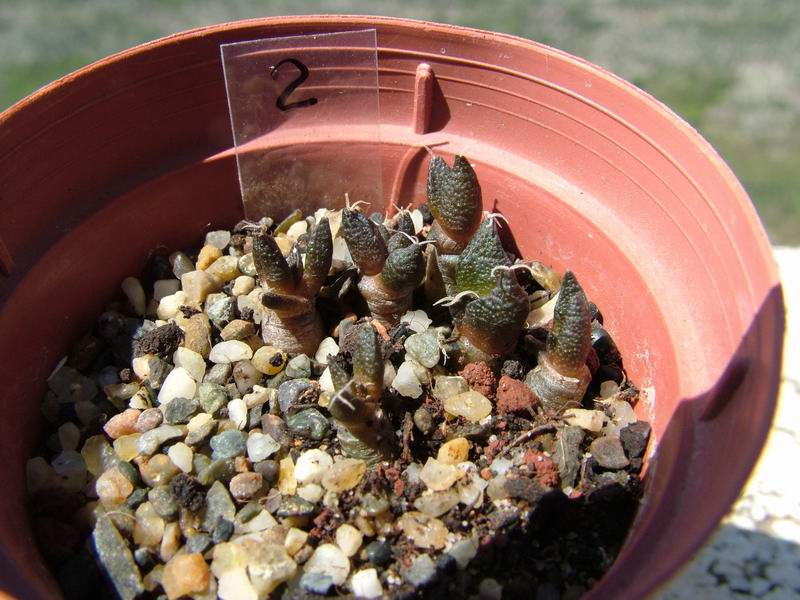 Ariocarpus fissuratus 