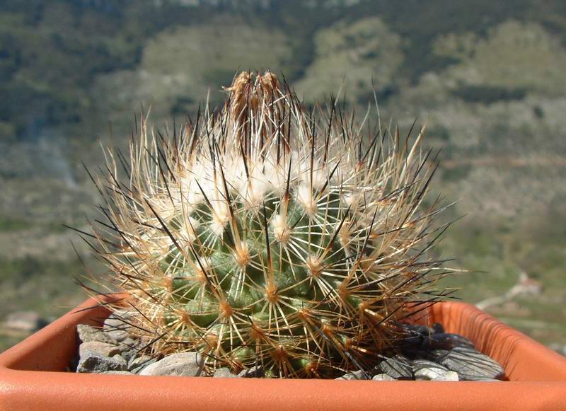 Turbinicarpus beguinii PAN4