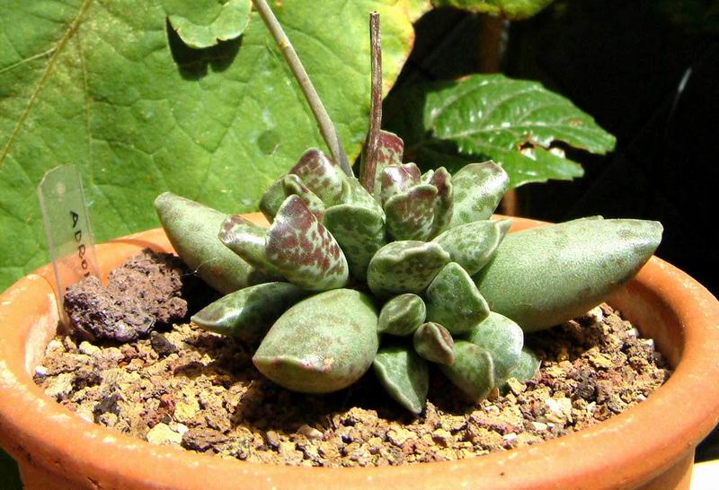 Adromischus cooperi 