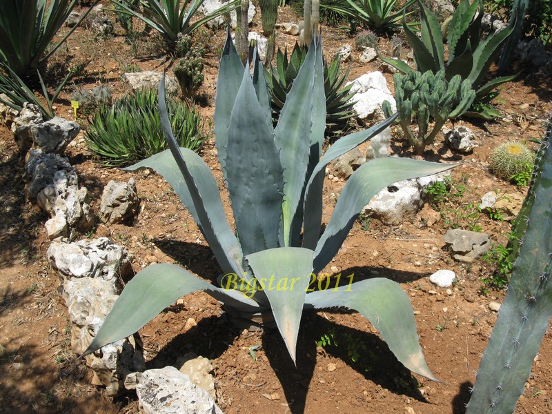 Agave americana 