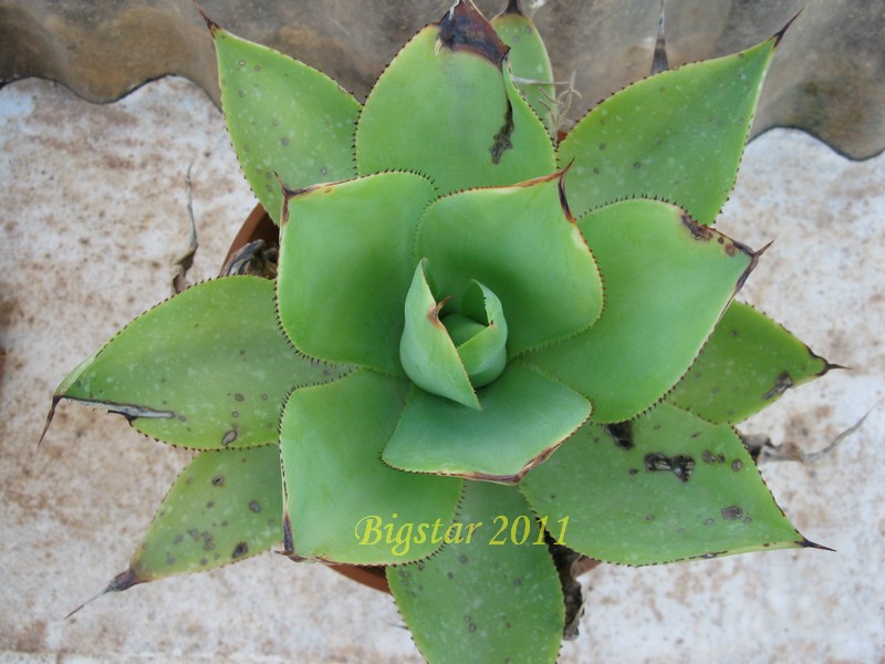 agave celsii