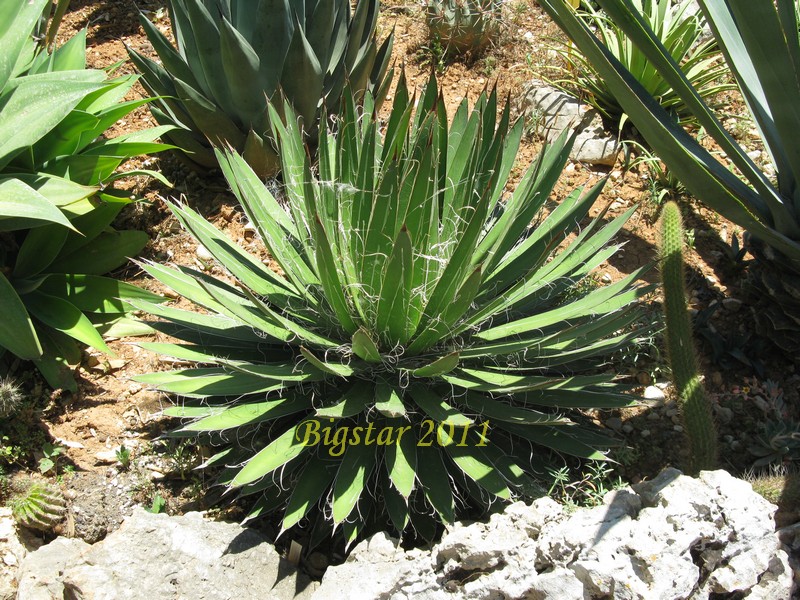 Agave filifera 