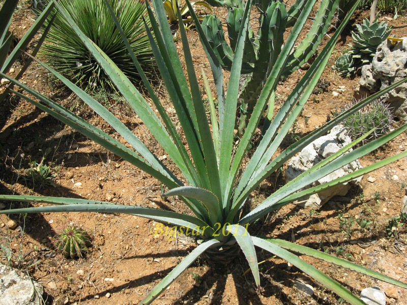 Agave karwinskii 