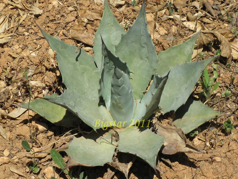 Agave neomexicana 