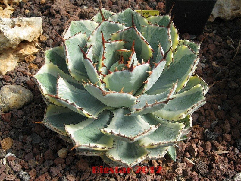 Agave potatorum cv. kichijokan marginata 