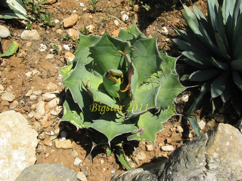 Agave titanota f. compacta 