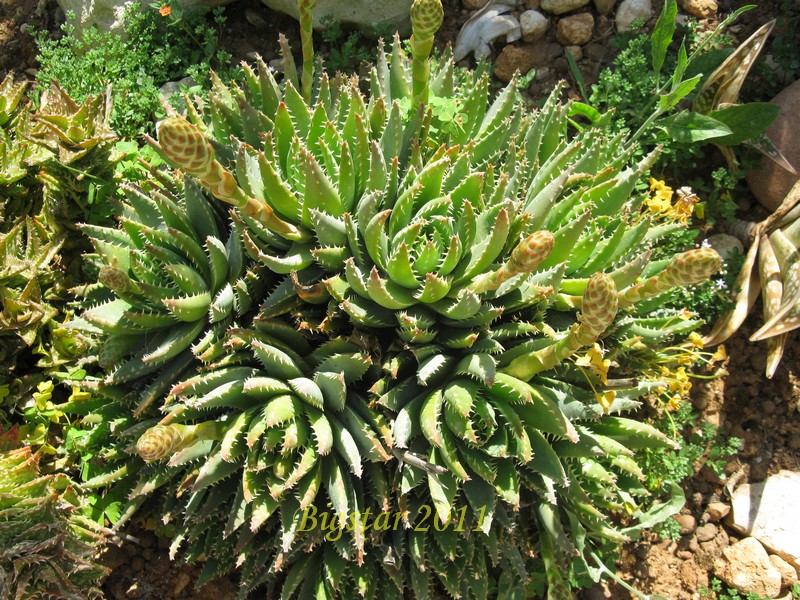 Aloe brevifolia 