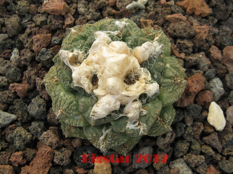 Ariocarpus fissuratus 