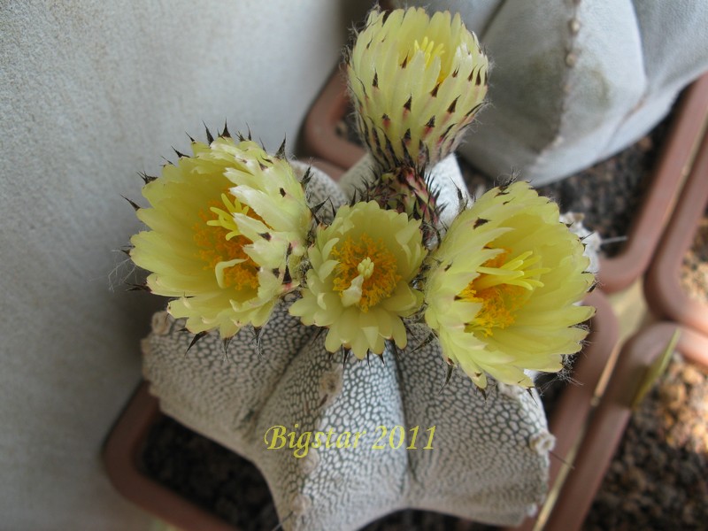 Astrophytum ornatum x onzuka 