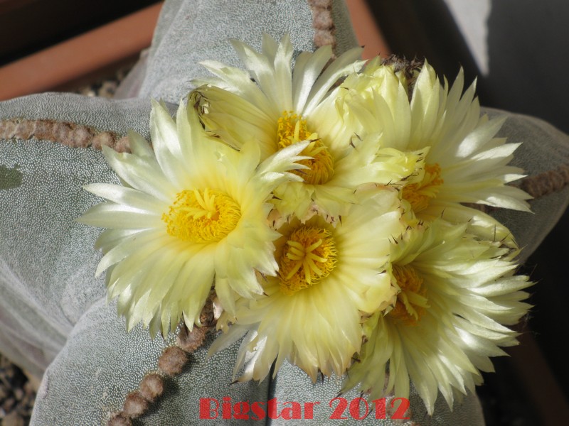 Astrophytum myriostigma 