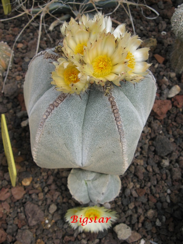 Astrophytum myriostigma 