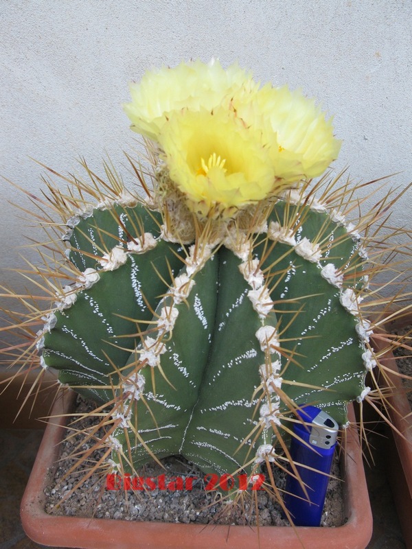 Astrophytum ornatum 