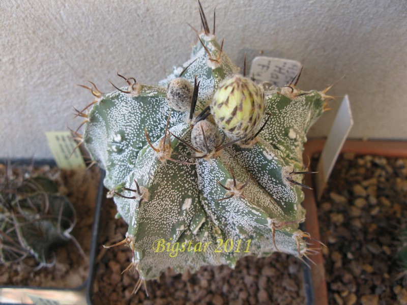 Astrophytum ornatum cv. hannya fukuryu 