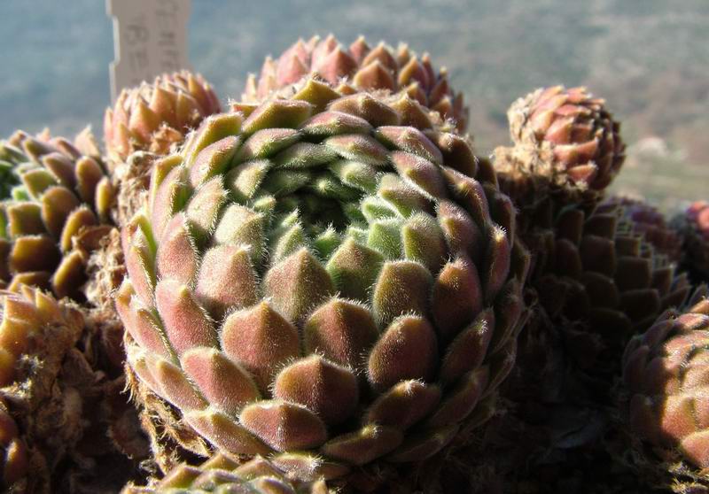 sempervivum cv. 'beta'