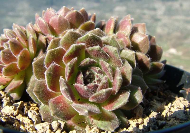 Sempervivum cv. 'Beta' 