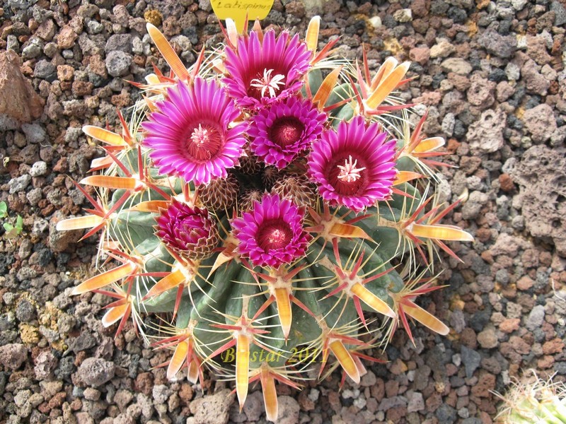 Ferocactus latispinus 