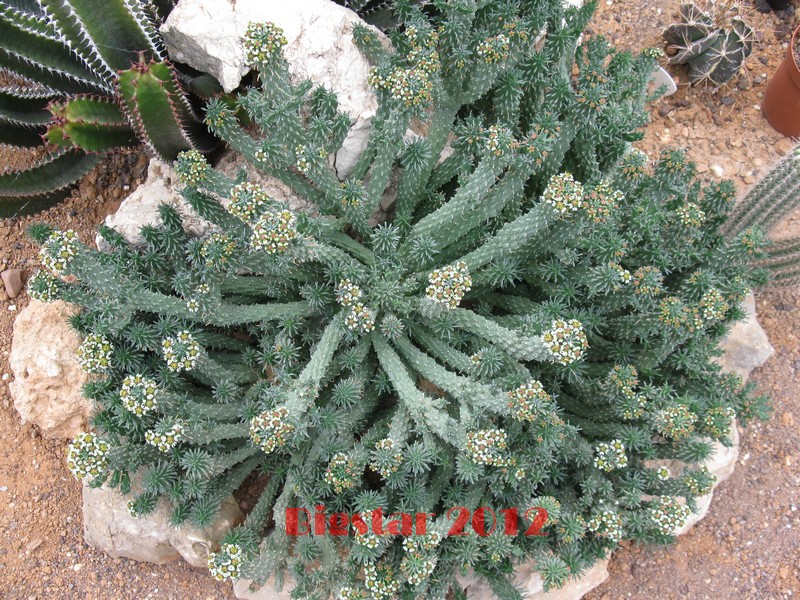 Euphorbia caput-medusae 