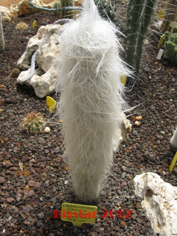 Cephalocereus senilis 