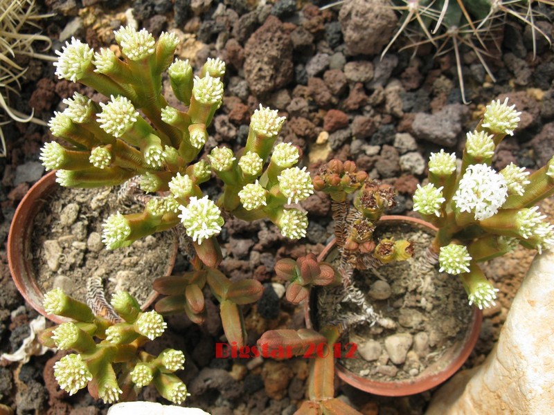 Crassula pyramidalis 