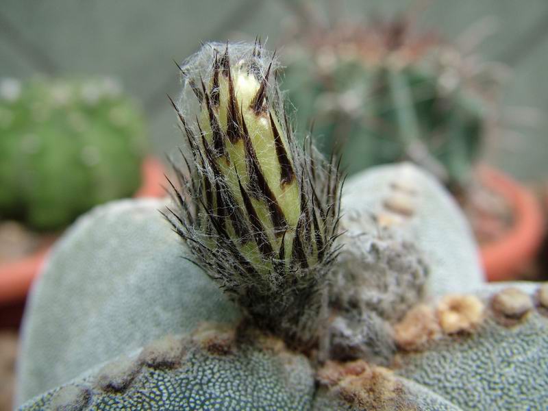 Astrophytum myriostigma 