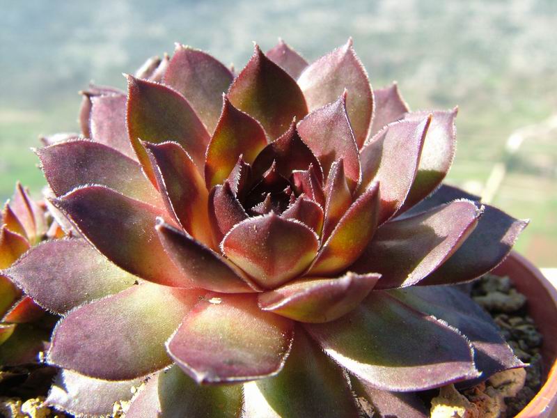 Sempervivum cv. 'noir' 