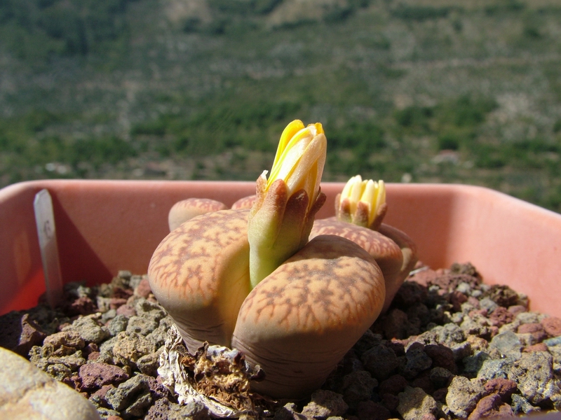 Lithops aucampiae 
