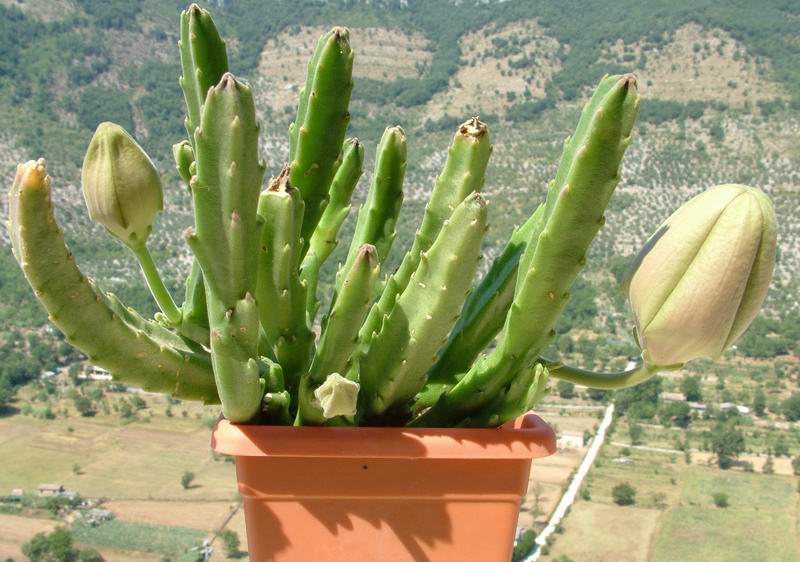 Stapelia grandiflora 