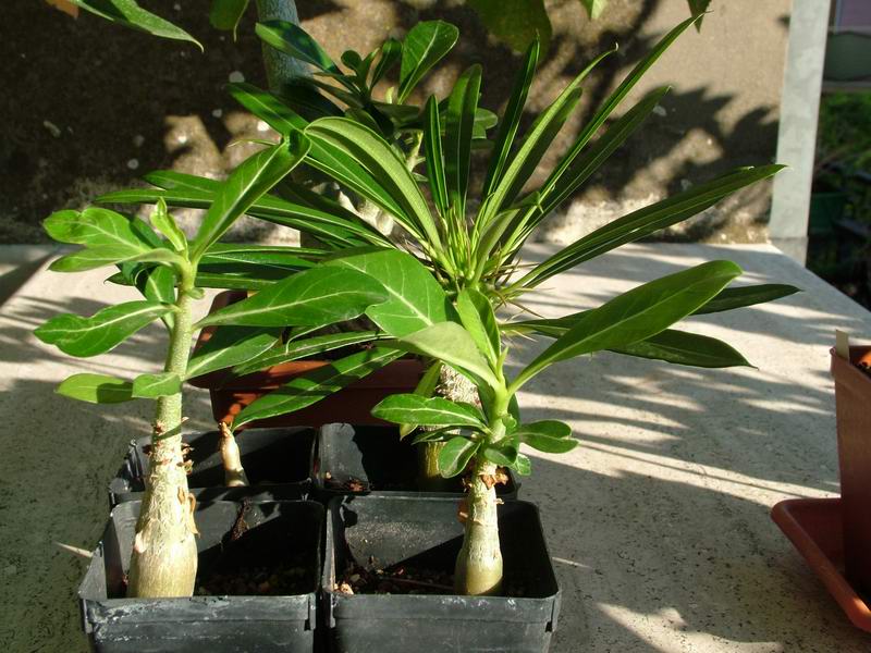 Adenium obesum 