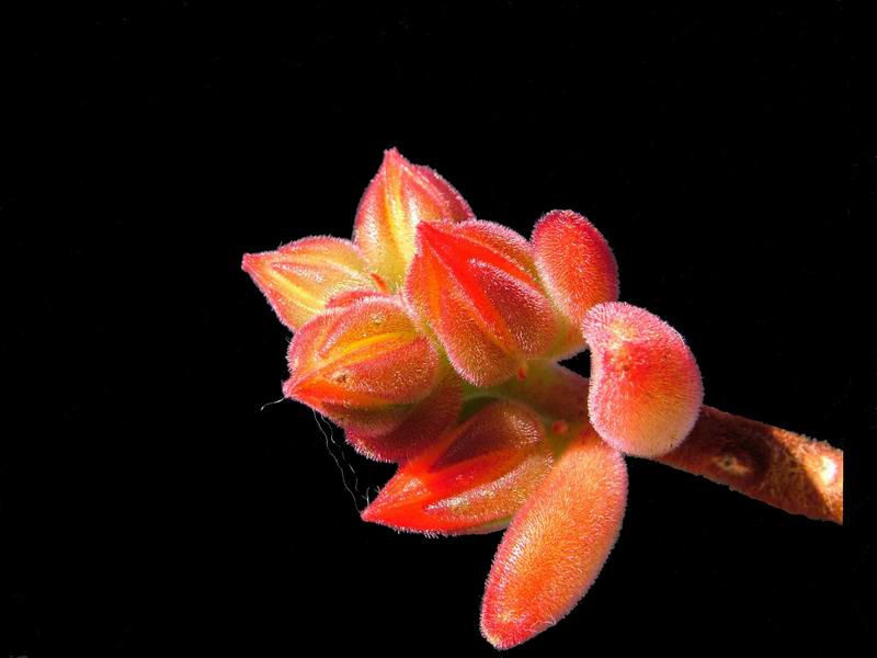 Echeveria pulvinata cv. ruby blushy 