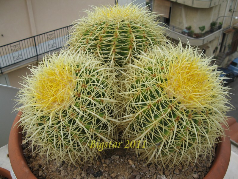 Echinocactus grusonii 