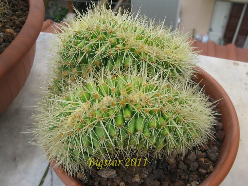 Echinocactus grusonii f. cristatus 