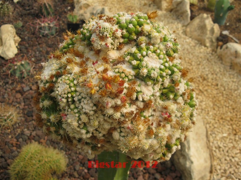 Echinocactus grusonii v. inermis f. monstruosus 