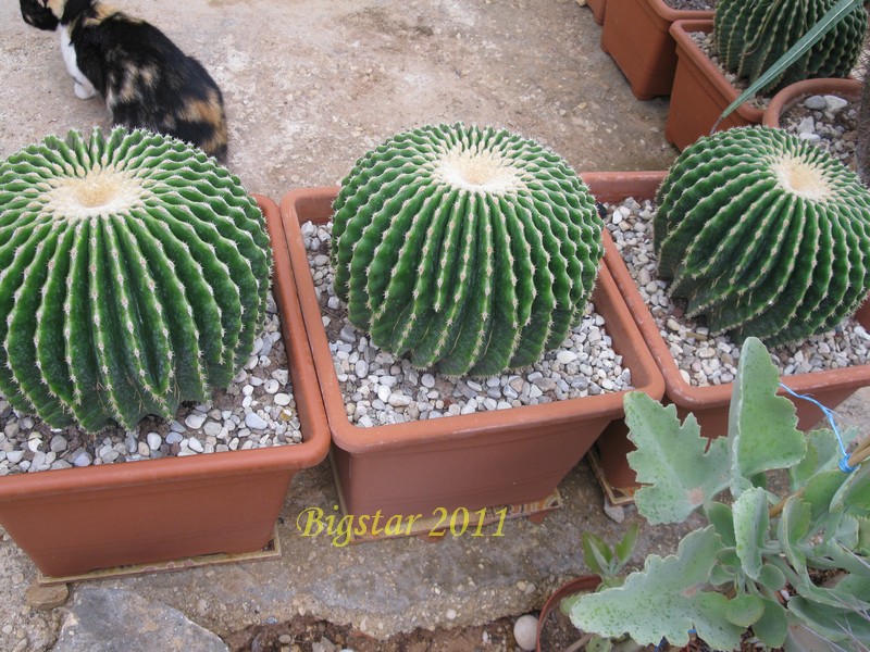 Echinocactus grusonii v. inermis 