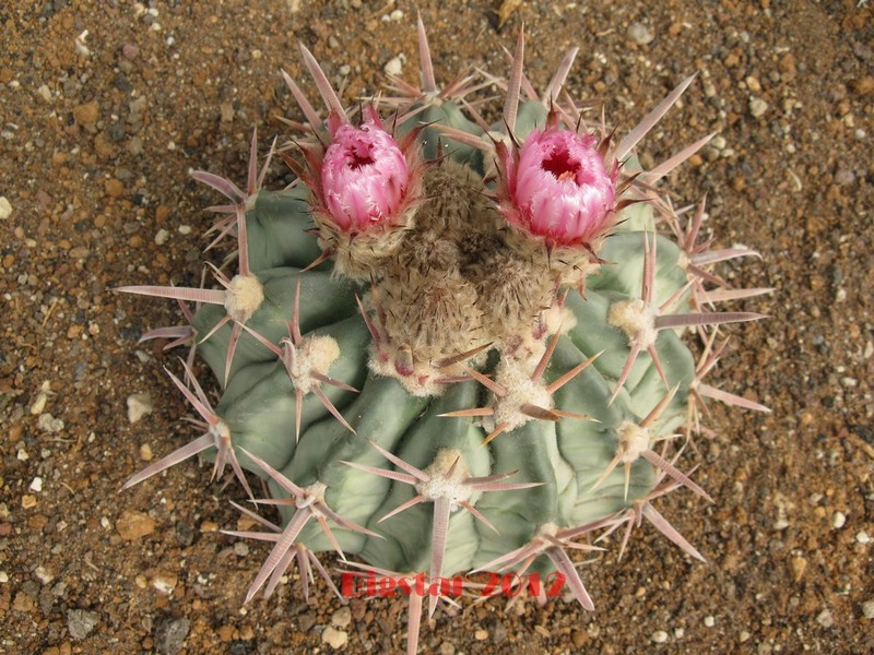 Echinocactus texensis 