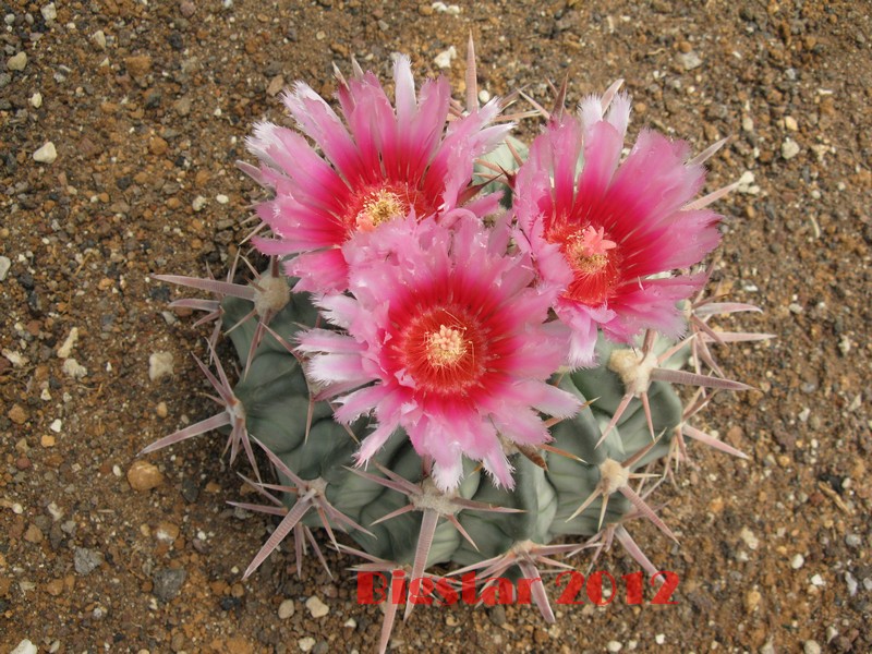 Echinocactus texensis 