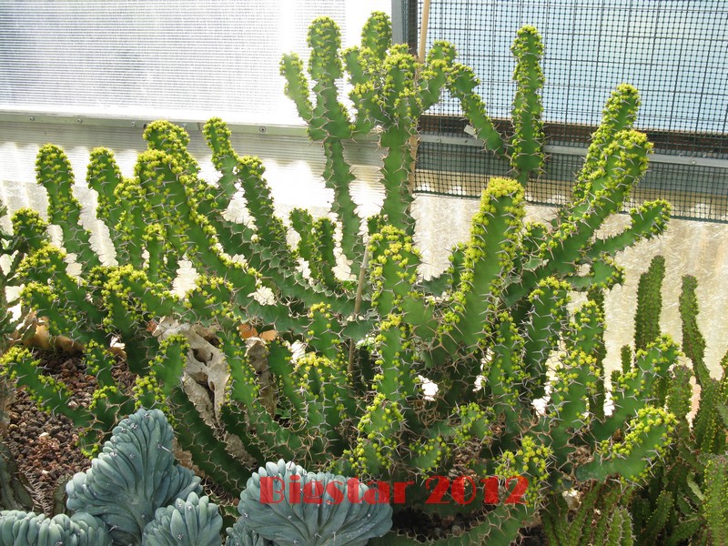 Euphorbia grandicornis 