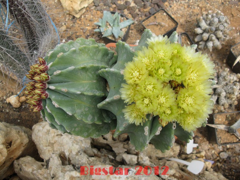 Ferocactus glaucescens v. inermis 