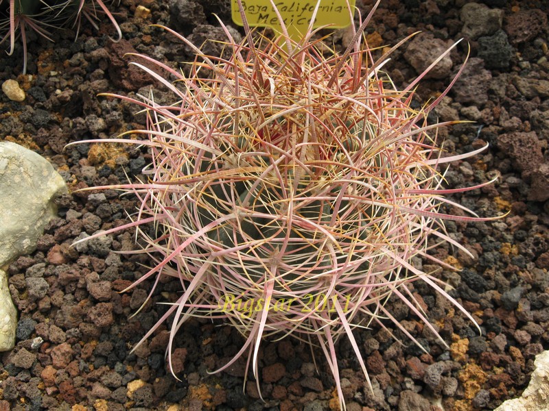 Ferocactus acanthodes 