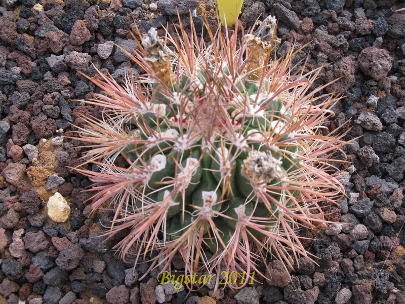 Ferocactus fordii 