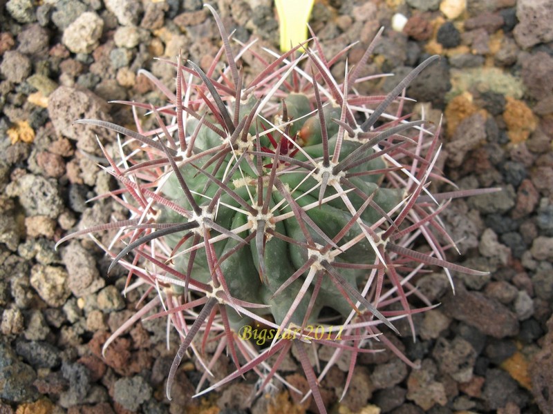 Ferocactus fordii v. grandiflorus 