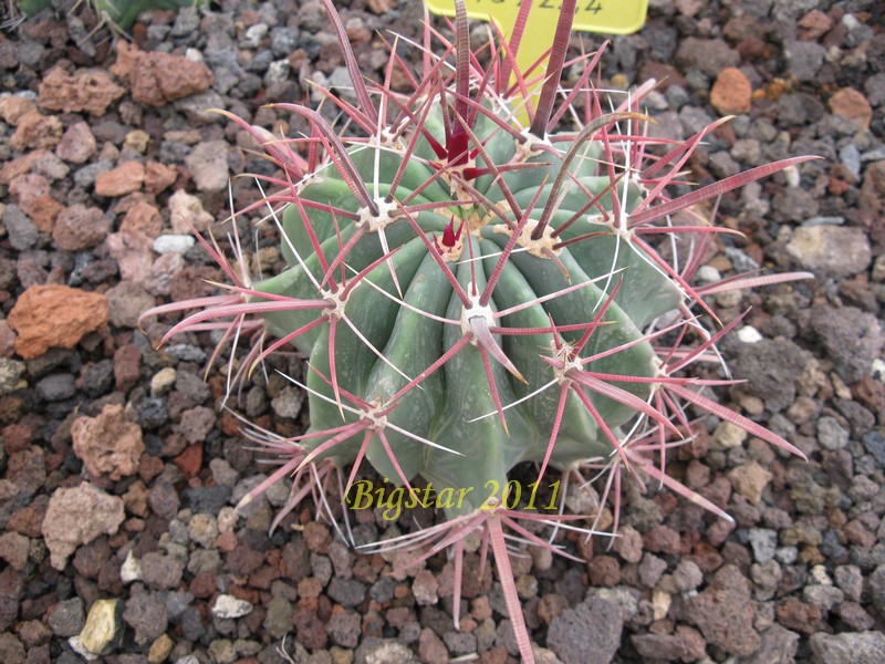 Ferocactus gracilis v. coloratus MG 422.4
