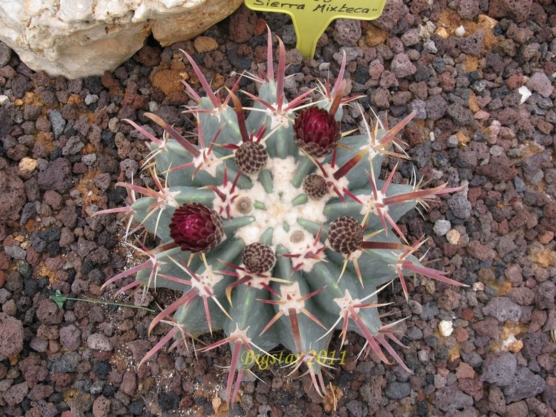 Ferocactus latispinus v. spiralis FO 68