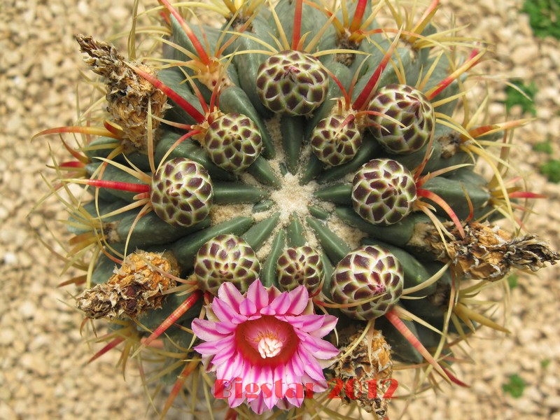 Ferocactus macrodiscus 