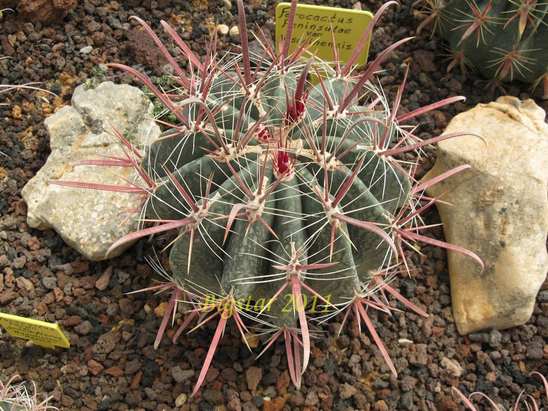 Ferocactus peninsulae v. viscainensis 