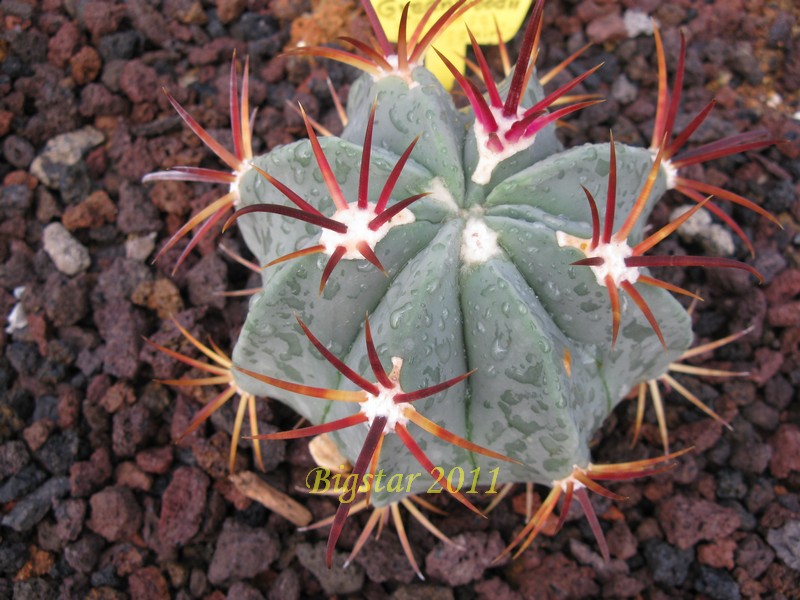 Ferocactus recurvus ssp. greenwoodii 